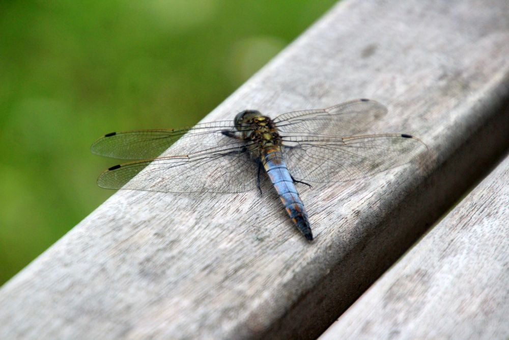 Meditative vandringer